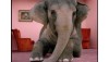 The Elephant In The Foreclosure Fraud Room: Second Liens